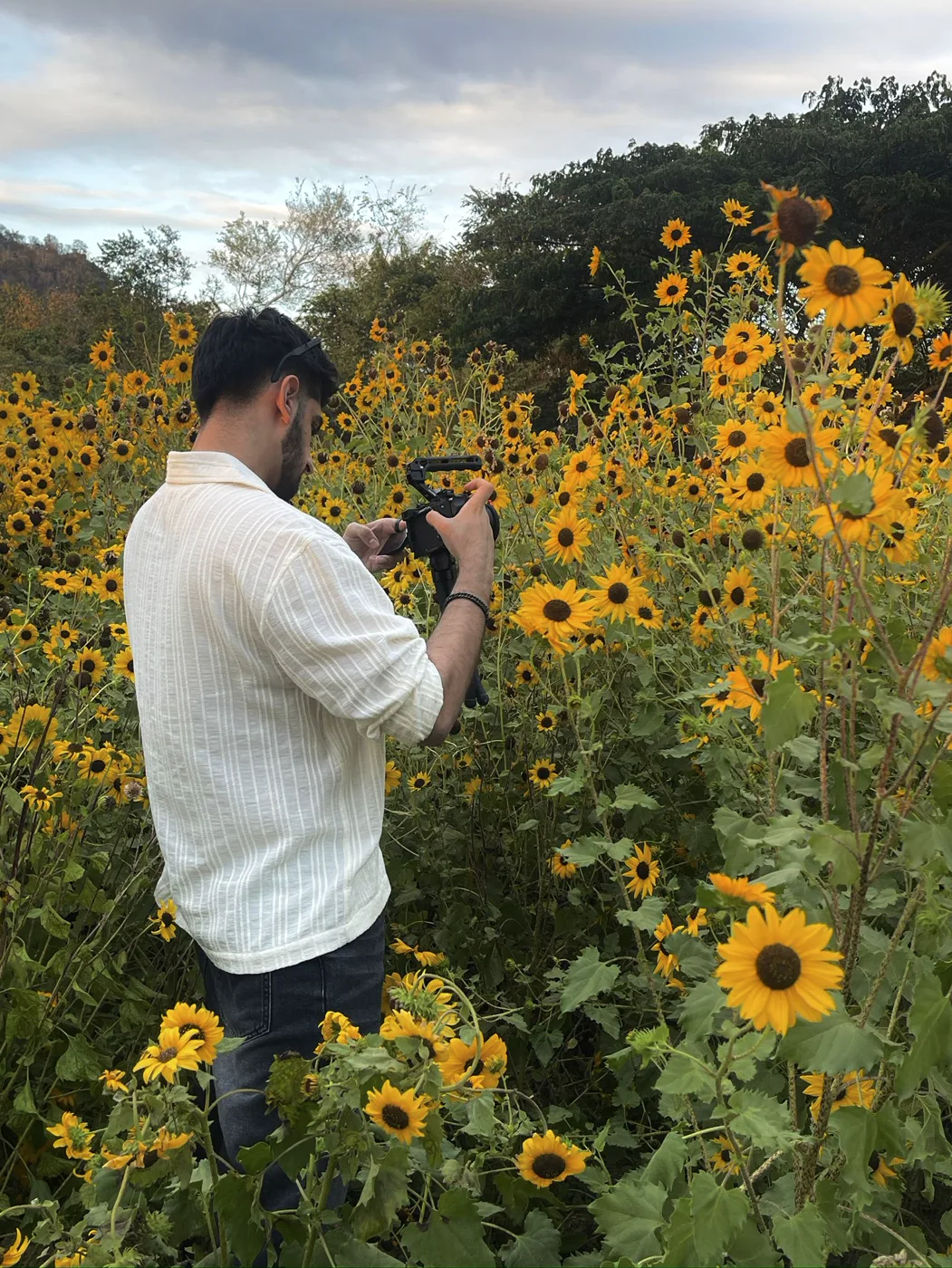 Filming in a sunflower field
