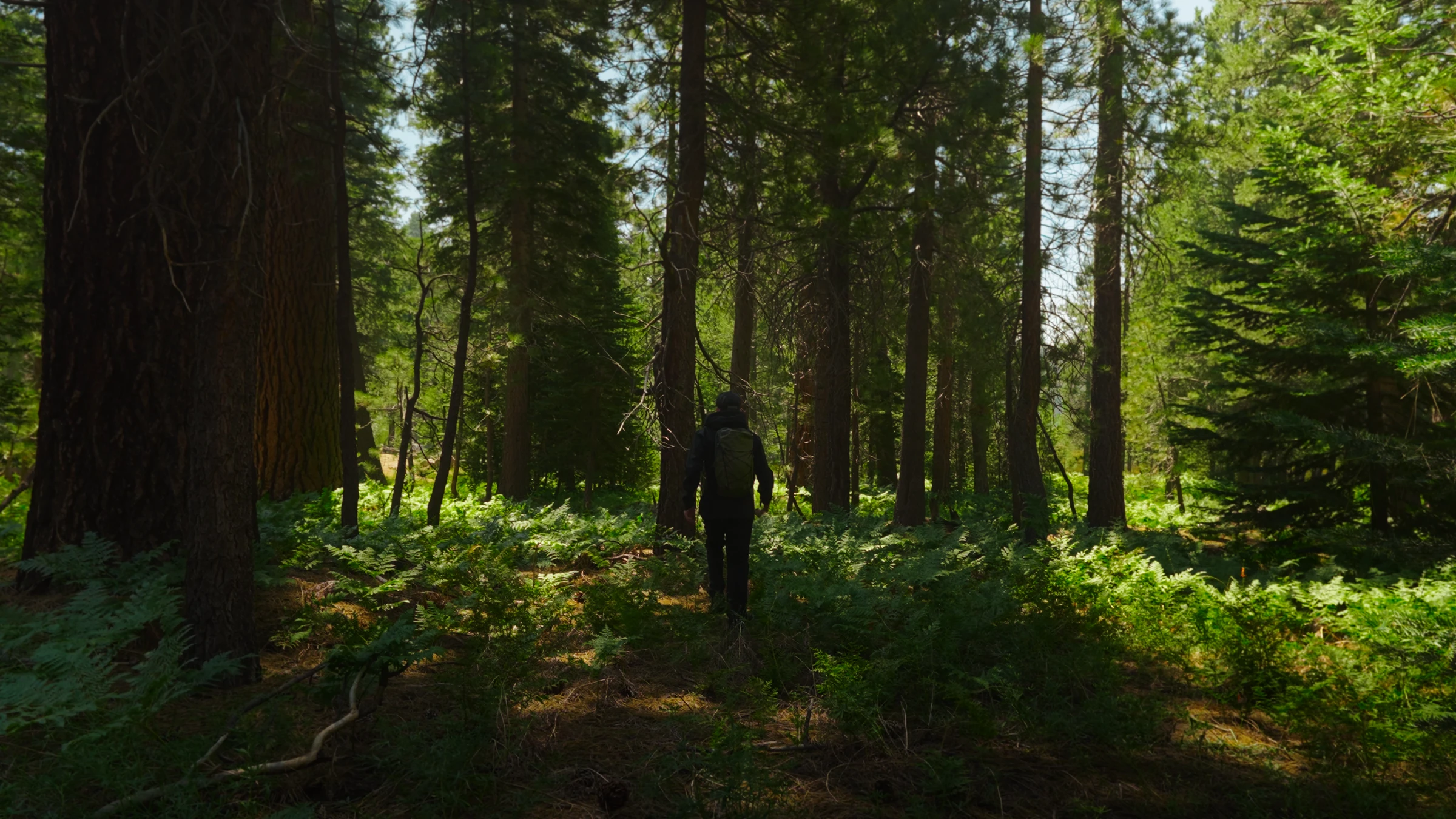 A hiker walks alone through old-growth pine forest, sunlight filtering through the canopy onto the trail ahead
