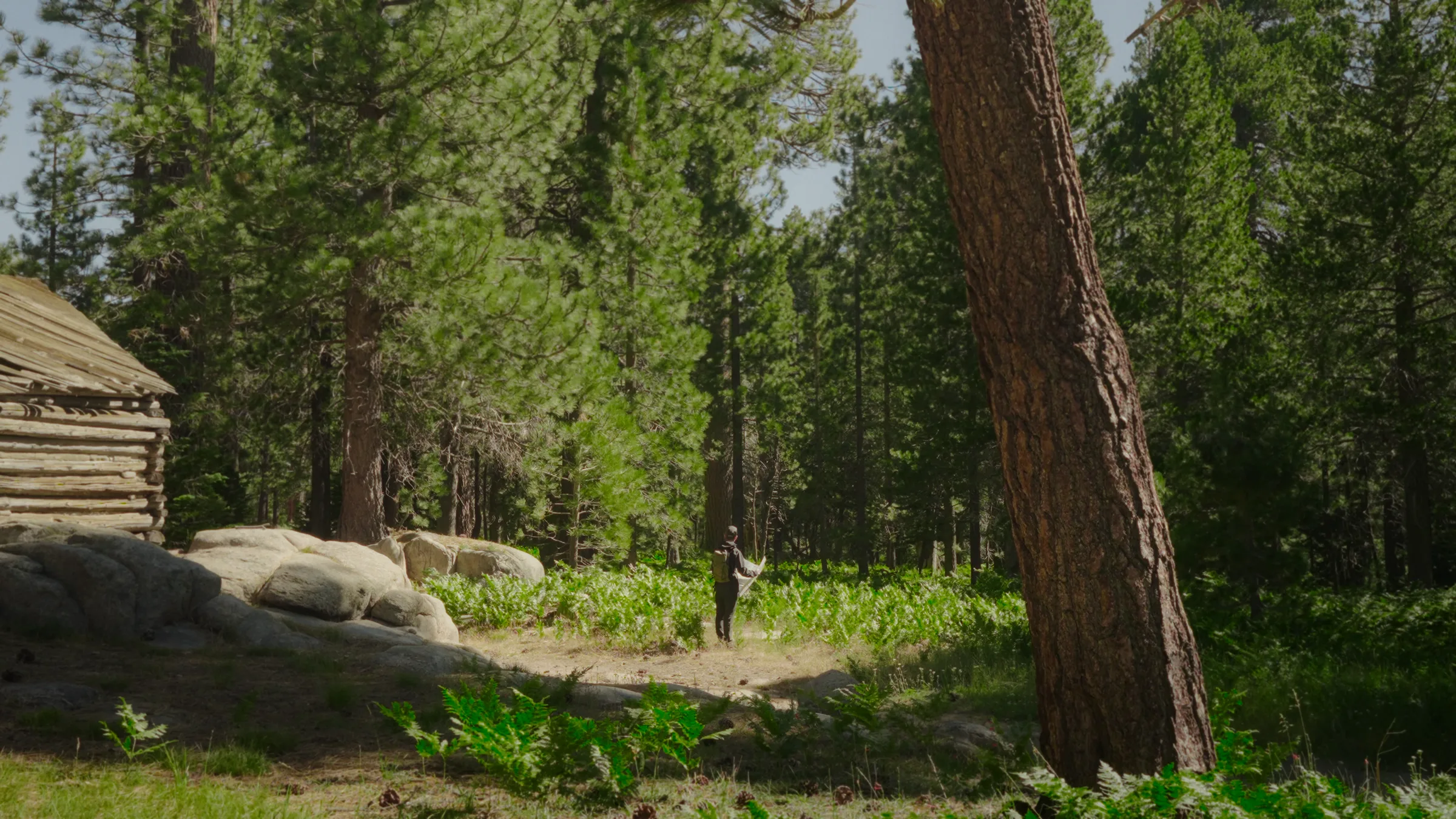 Side profile of a hiker looking up through the tree canopy, motion blur streaking the forest behind him