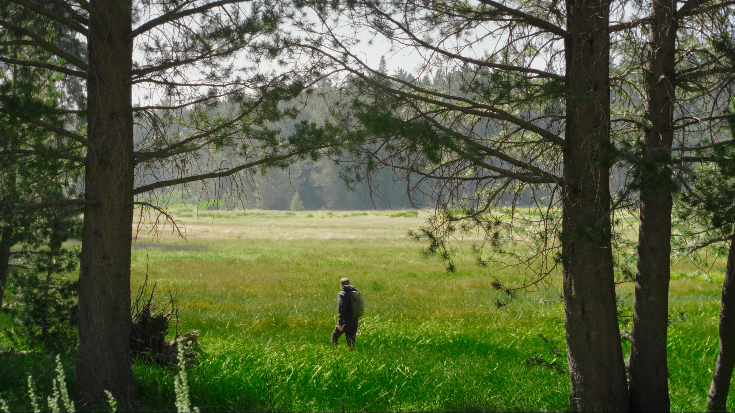 A hiker walks into dappled forest light, sunlight catching his pack through the trees